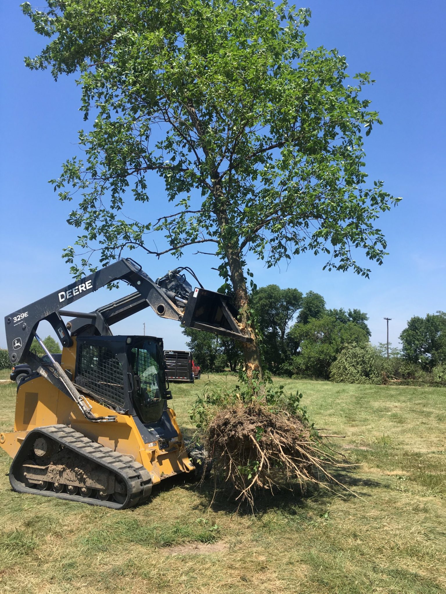 Skid Steer mounted Tree Puller lifting a large tree